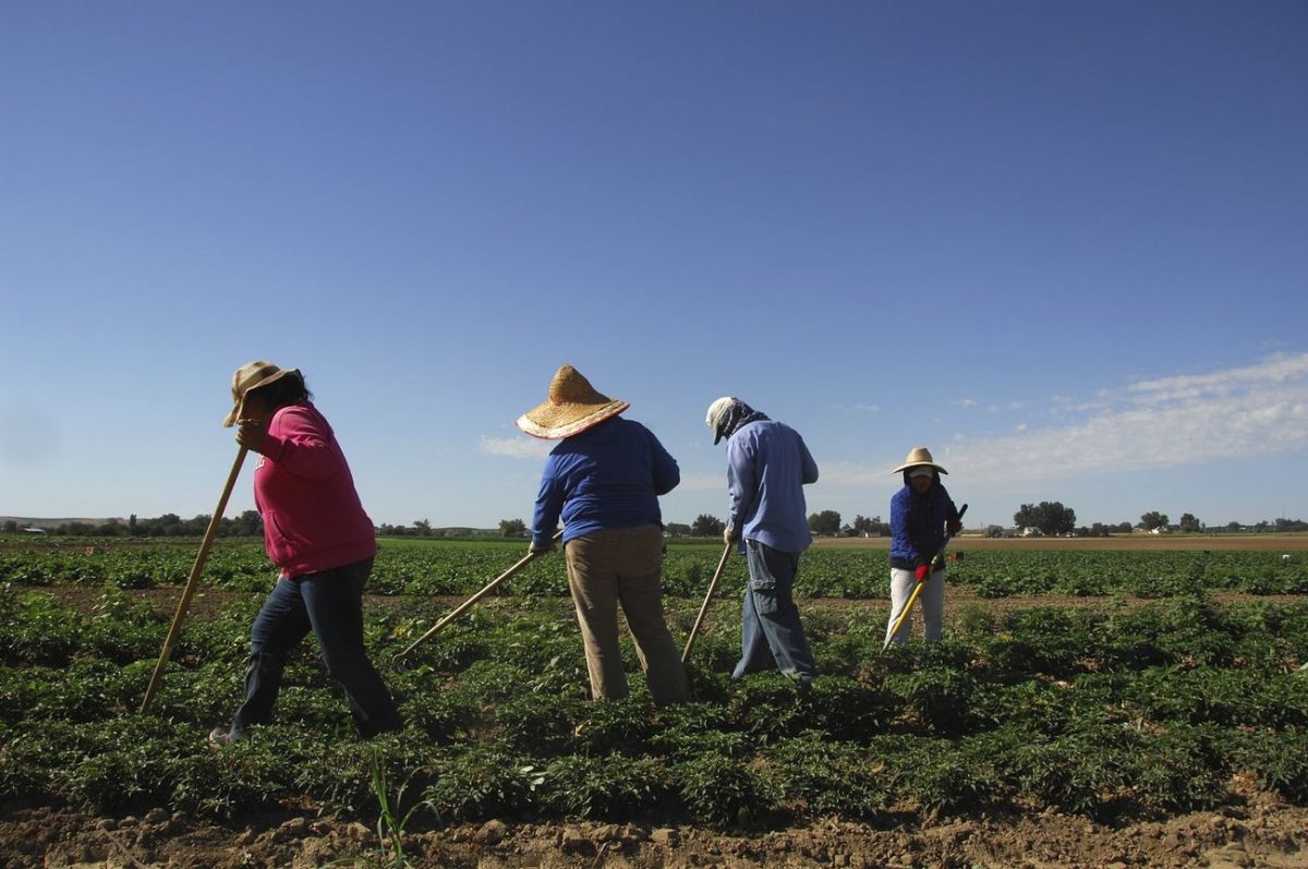 Migrant workers weed a field